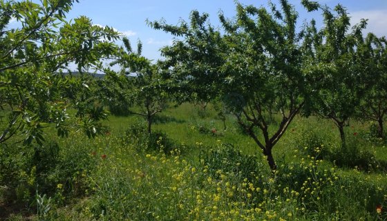 Yenimuhacir'de Satılık 13.075 Metre Kare Bademlik Tarla